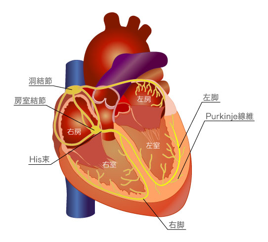 心臓の刺激伝導系イラスト