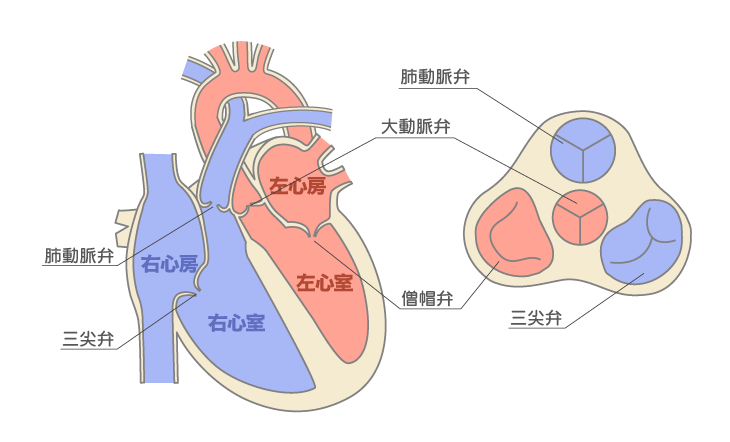 心臓弁膜症[illustration]