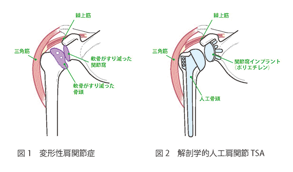 肩関節について 図1,2