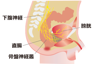 直腸付近には排尿や性機能にかかわる神経が多く走行