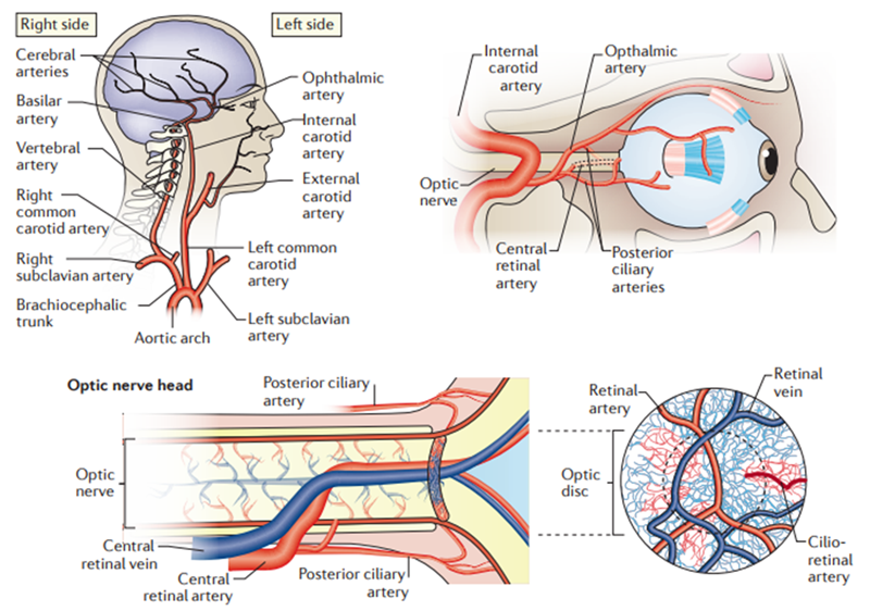 動脈炎の種類は何ですか?