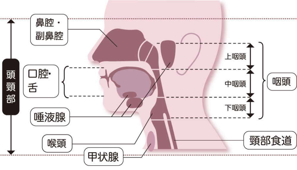 日本耳鼻咽喉科学会HPより引用